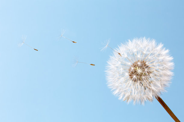 蓝色背景上的白色蒲公英图片下载