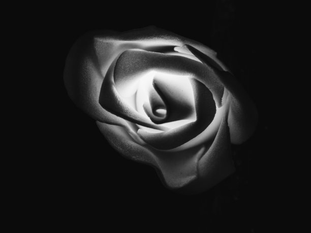 内在的玫瑰之光图片下载