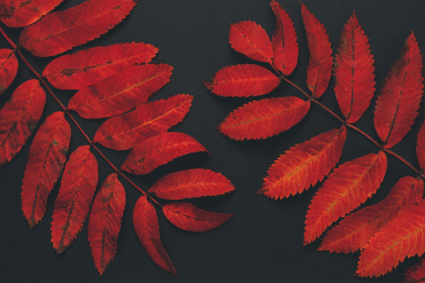 美丽的红色秋花叶子黑色的背景。图片下载