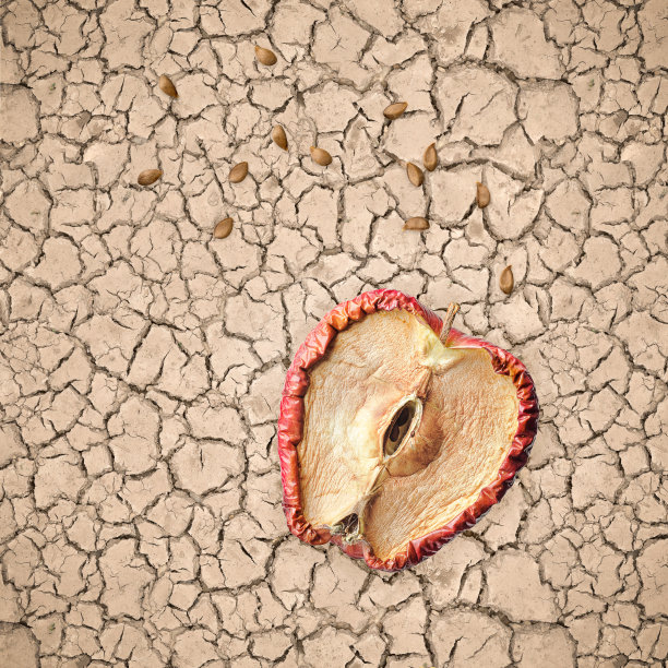 在干裂的土壤上有种子的烂苹果图片下载