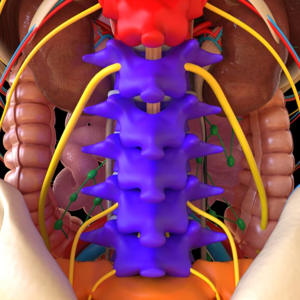 人体解剖学的医学概念3D插图图片下载