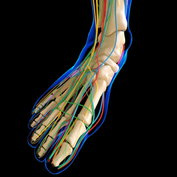 人体解剖学的医学概念3D插图图片下载