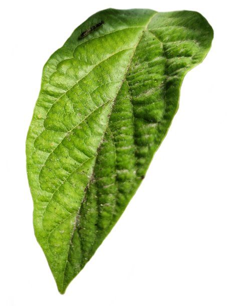 单叶辣椒树图片下载