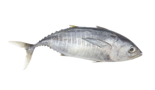 新鲜的金枪鱼孤立在白色图片下载