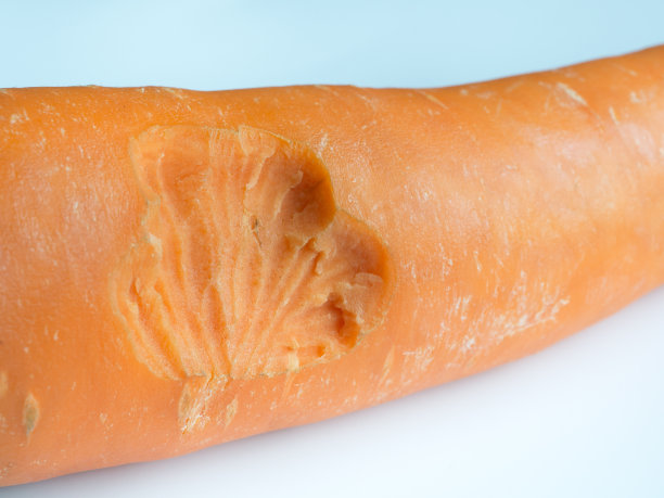 胡萝卜被白色背景的老鼠咬了。胡萝卜上的牙印。咬一口新鲜的胡萝卜。图片下载
