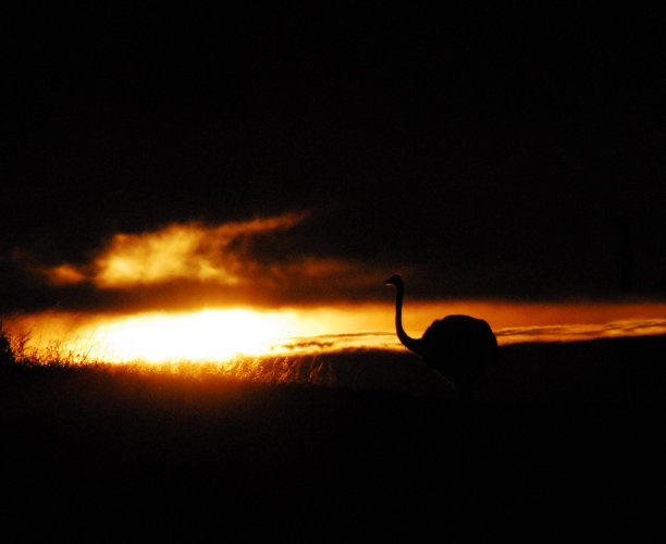 鸟类-非洲-一只孤独的鸵鸟享受日出图片下载
