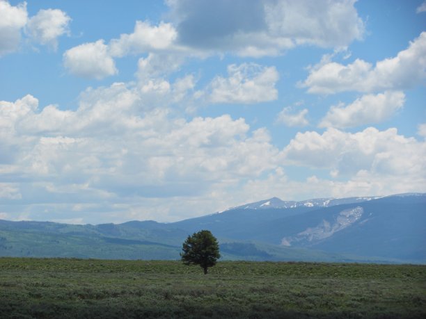 孤独的树图片下载
