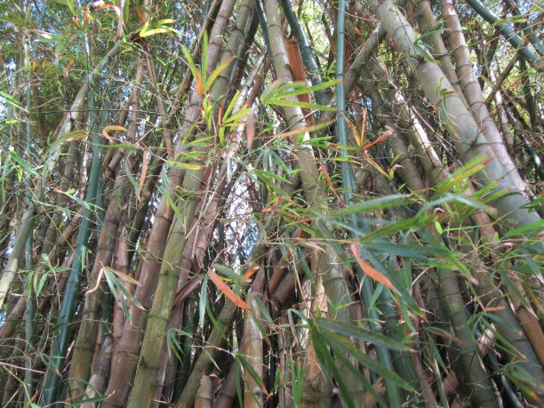 新旧竹子图片下载