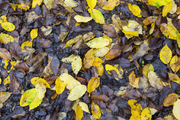 地上潮湿的秋叶图片下载