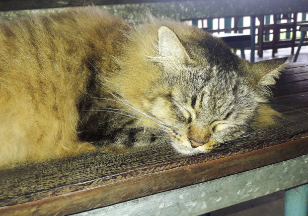 在椅子上睡觉的波斯虎斑猫图片下载