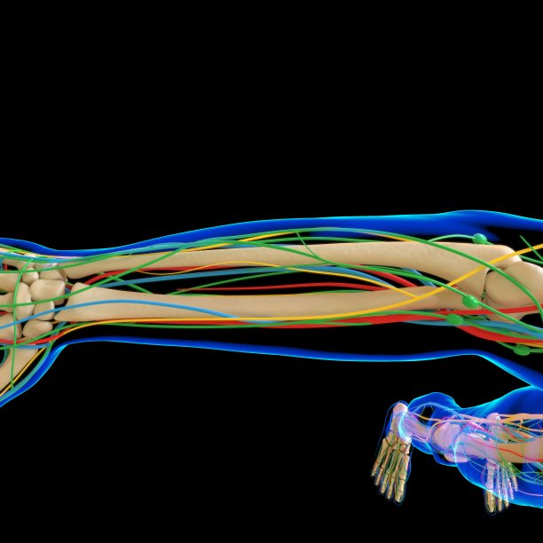 人体解剖学的医学概念3D插图图片下载