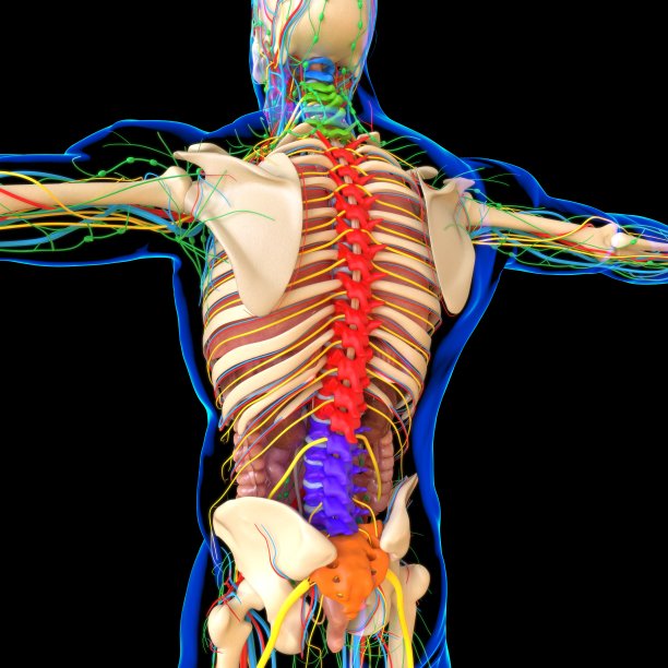 人体解剖学的医学概念3D插图图片下载