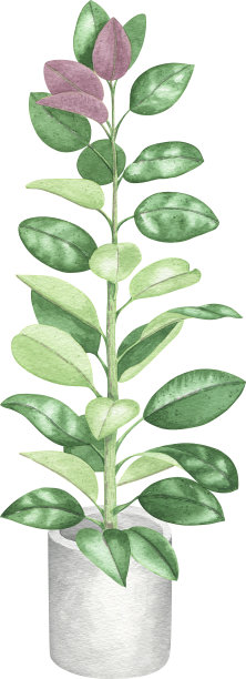 水彩家居植物，家居室内时尚装饰。室内植物规划元素。弹性无花果，波西米亚家庭装饰剪贴画。国内绿色花园。图片下载