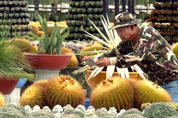 这些亚洲老农用手机拍下了仙人掌植物的照片，在实验室做进一步的分析。图片下载