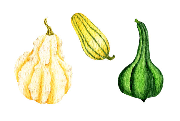 设置水彩南瓜。黄色带疙瘩的南瓜，绿色带条纹的黄色长南瓜。秋收，健康饮食，素食。秋节，送礼之秋。图片下载