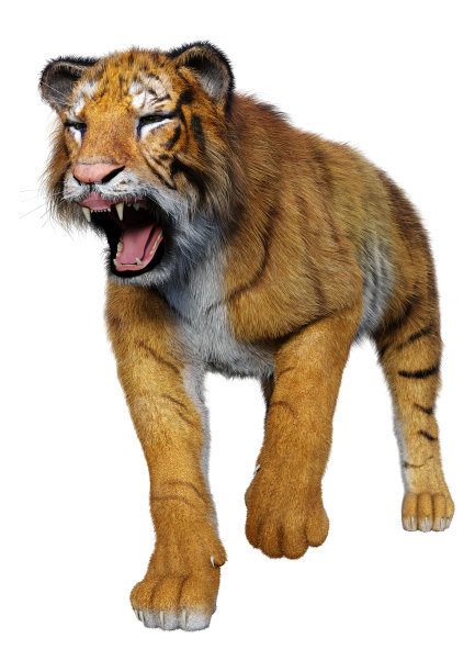 3D插图大猫老虎在白色图片下载