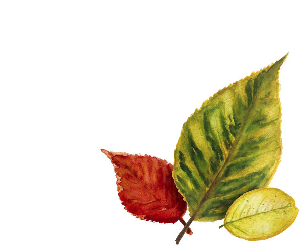 秋叶水彩画图片下载