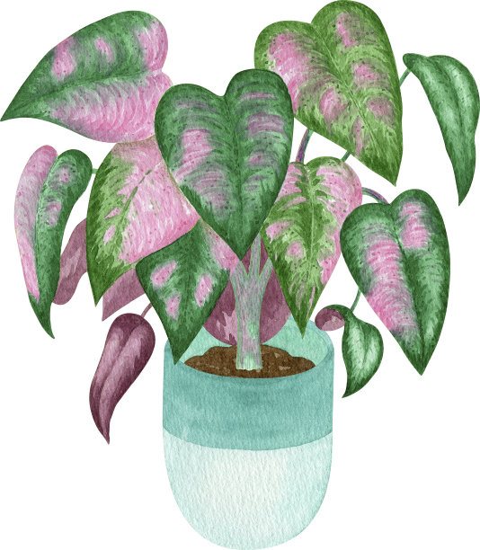 水彩家居植物，家居室内时尚装饰。室内植物规划元素。Philodendron，波西米亚家庭装饰剪贴画。国内绿色花园。图片下载