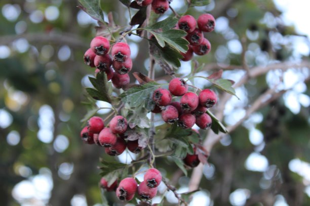 山楂属植物和浆果图片下载