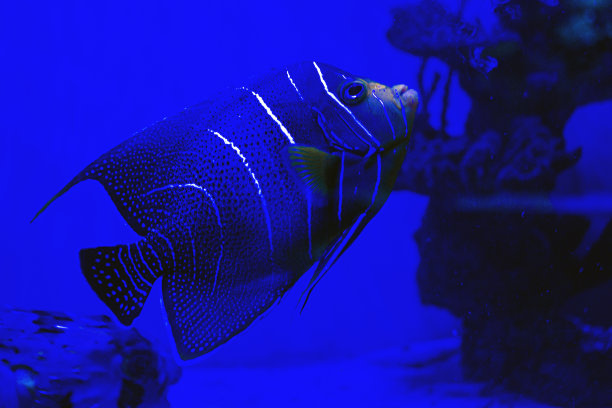 蓝色背景上的鱼天使图片下载