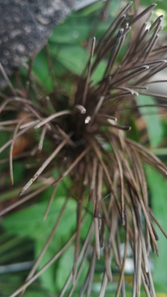 印尼亚齐，大自然的美丽是肉眼看不见的图片下载