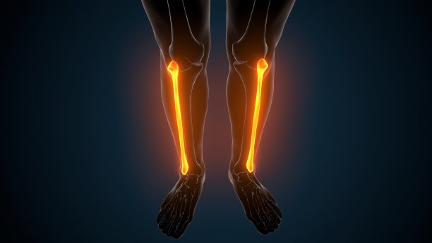 人体骨骼解剖腓骨的3d插图图片下载