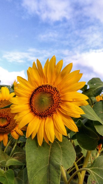 美丽的早晨图片下载