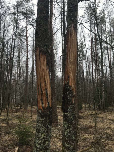 熊小道图片下载