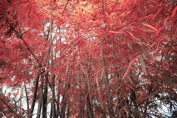 泰国的红竹林图片下载