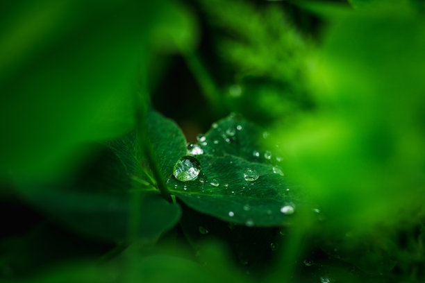 新鲜的绿叶和水珠在花园里图片下载