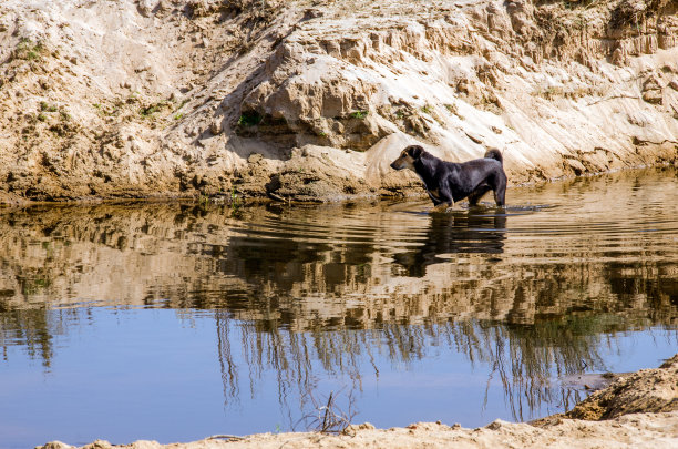 狗站在河水上倒影抽象照片图片下载