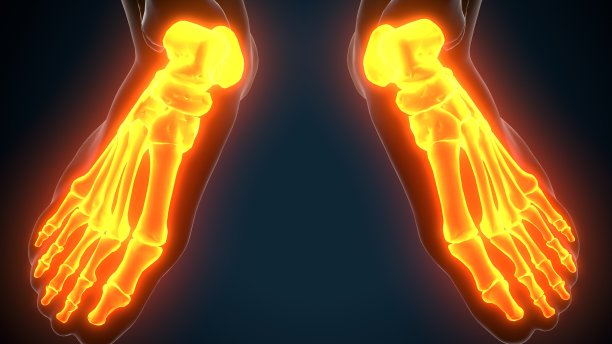 人体骨骼足部骨骼解剖的3d插图图片下载