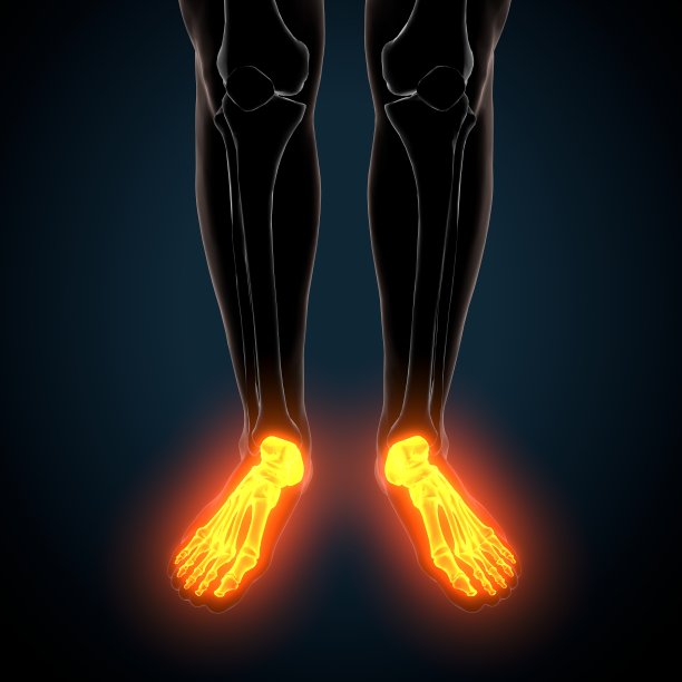 人体骨骼足部骨骼解剖的3d插图图片下载