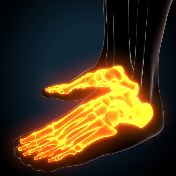 人体骨骼足部骨骼解剖的3d插图图片下载