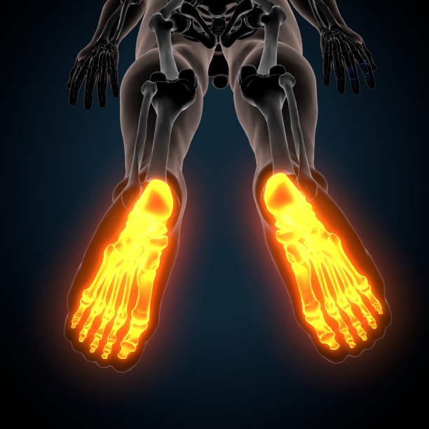 人体骨骼足部骨骼解剖的3d插图图片下载
