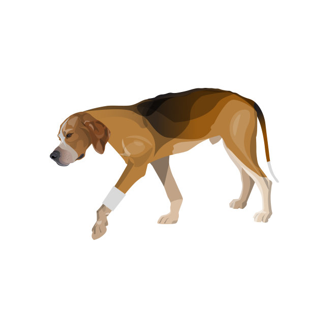 瘸腿的狗走路时爪子缠着绷带图片下载