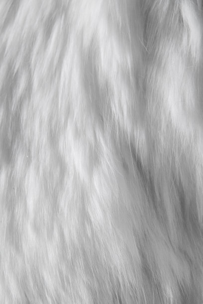 白猫毛皮背景纹理图片下载