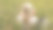 女人在高山草地的野花中放松图片下载