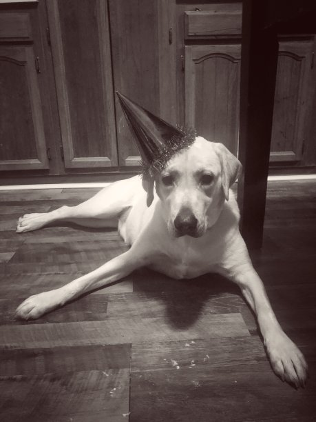 狗生日快乐图片下载