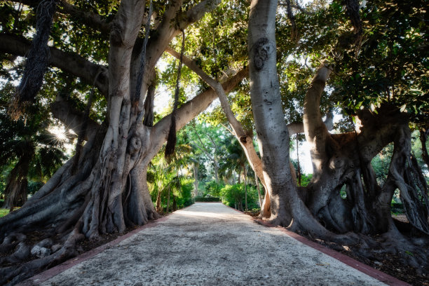 森林中令人惊叹和放松的道路。被树木环绕的徒步旅行路线人行道附近有一棵高大的老树。公园里的路图片下载