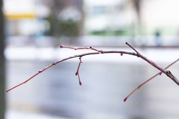 冬天结冰的树枝近了图片下载