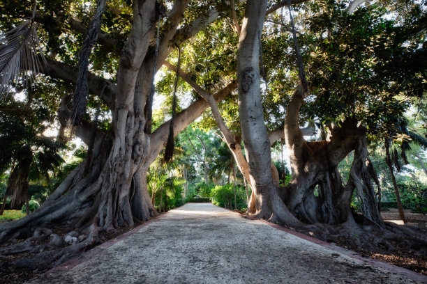 森林中令人惊叹和放松的道路。被树木环绕的徒步旅行路线人行道附近有一棵高大的老树。公园里的路图片下载