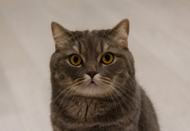 猫的肖像图片下载