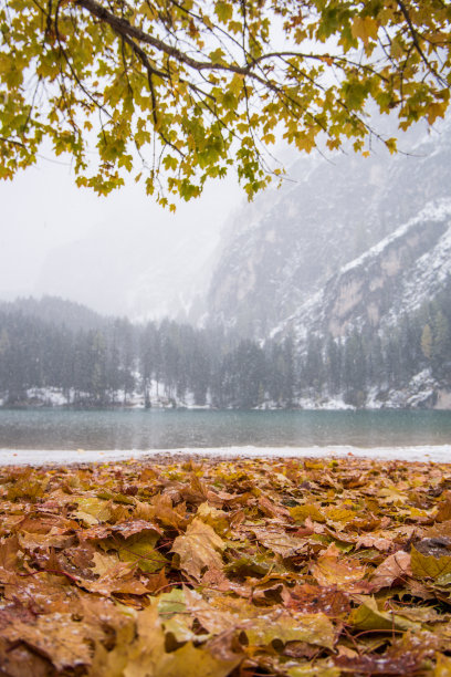 秋天的叶子图片下载
