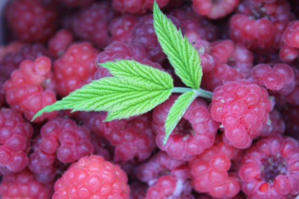 成熟覆盆子图片下载