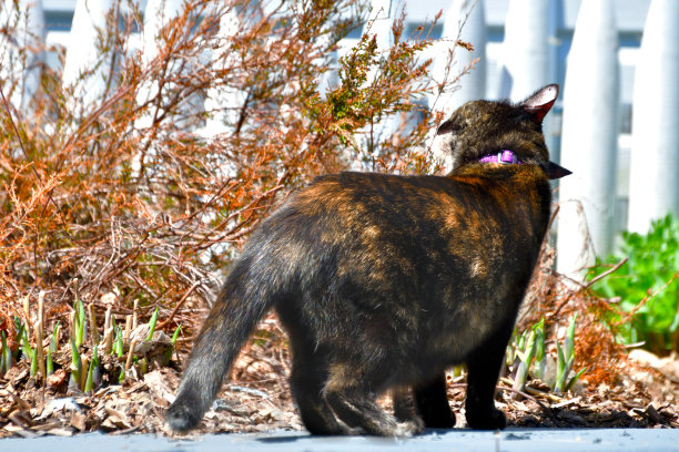 小花猫在春天的阳光下嗅着灌木丛图片下载