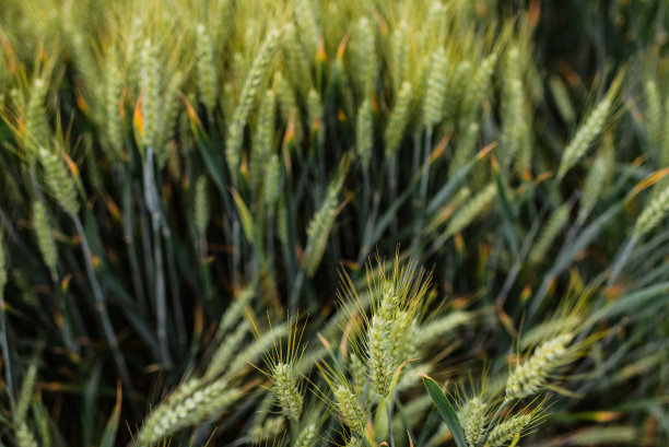 田野里有绿色的小麦图片下载