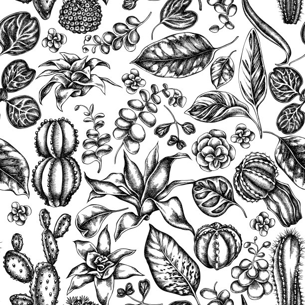 无缝图案与黑白榕树，鸢尾，kal鳀，calathea, guzmania，仙人掌图片下载