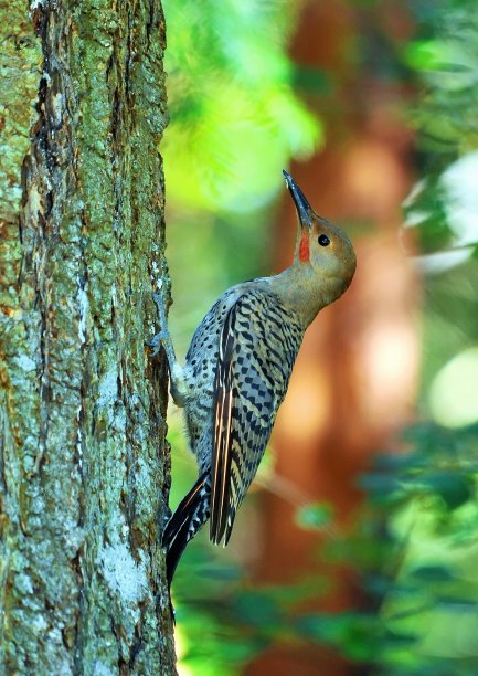 北部闪烁图片下载
