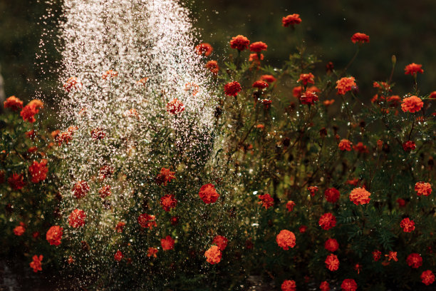 浇金盏花浇壶。有选择性的重点。图片下载
